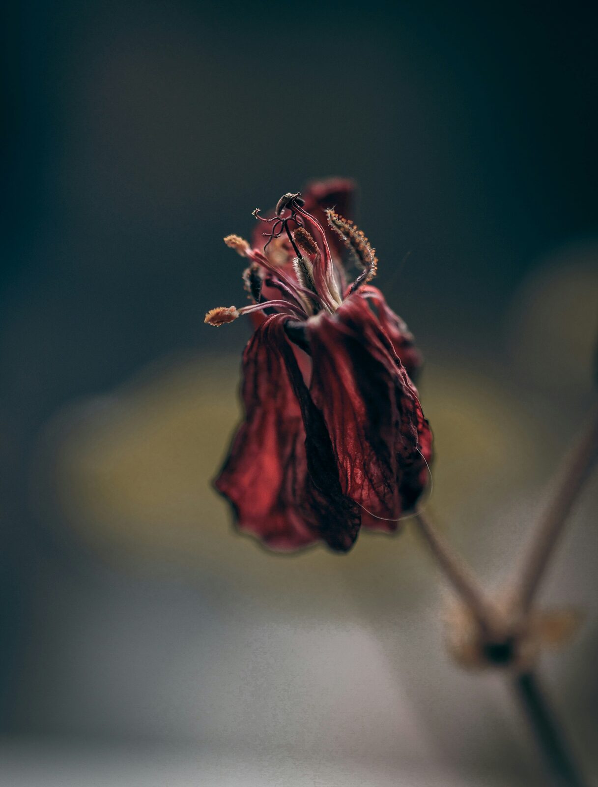 Crushed Hibiscus